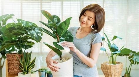 家裡適合種的植物|15種「懶人也種不死」的新手必選植物 「不用每天顧。